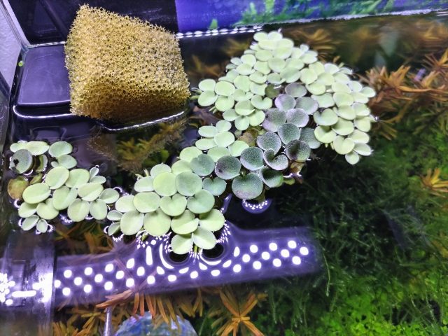 水槽　浮き草🍀