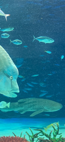 東京堂熱帯魚<゜)))彡