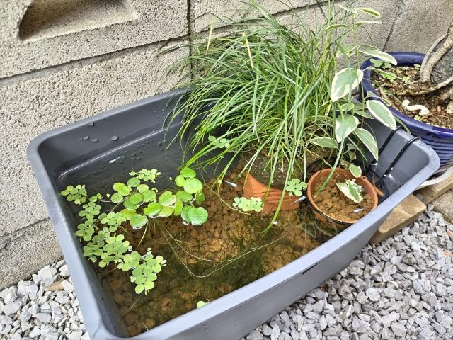 ビオトープ造り～お引越し！