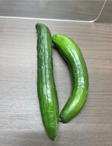 きゅうりをいただきました