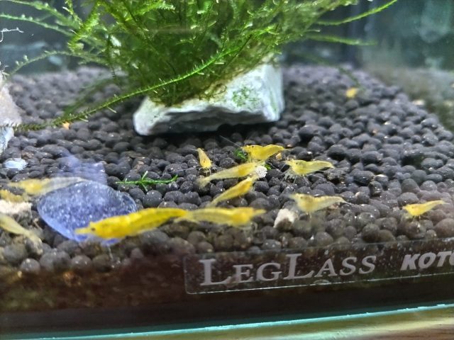 久々です(^^)/