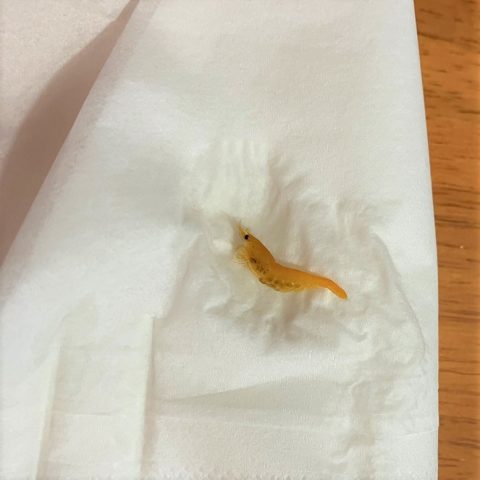 悲劇(*´Д｀)