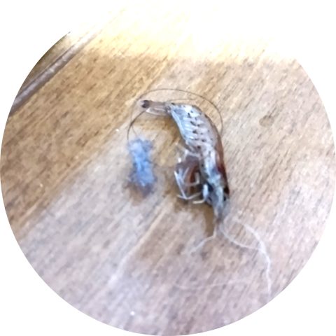 いったい何故( ;∀;)