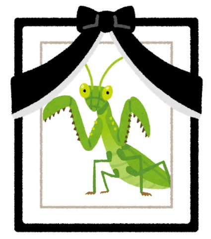 我が家とカマキリ