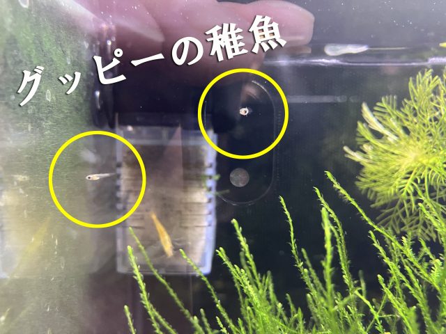 🐟アクアリウム部🐟発足？？