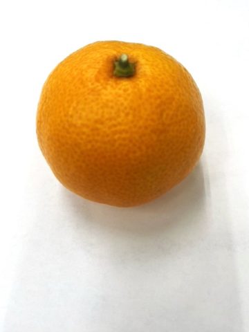 オーナー様からミカン頂きました🍊