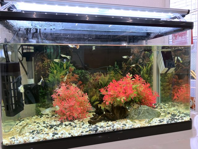 水槽🐟新調😲