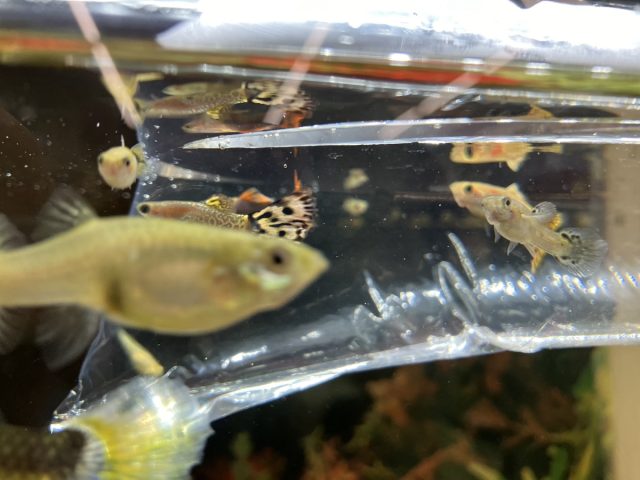 水槽（新しい仲間）🐟🐟