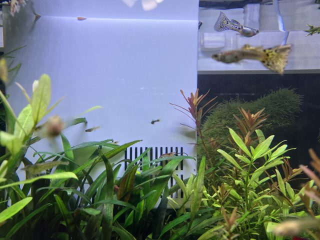 グッピーのこども！