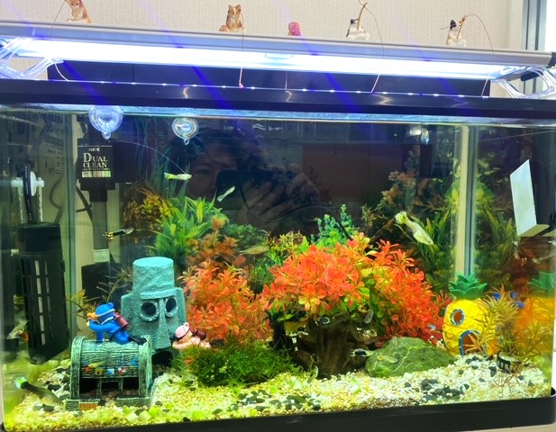 水槽のオブジェクト🐟