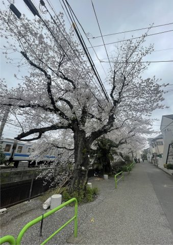 桜満開