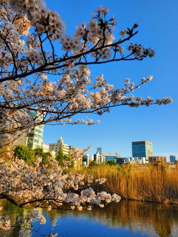 都会の桜