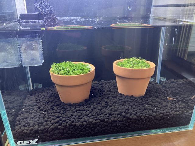 水草　成長中(; ･`д･´)