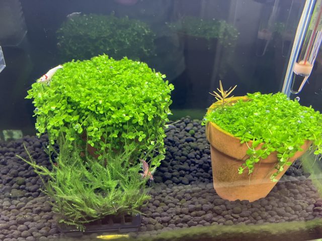 水草成長日記(^_-)-☆