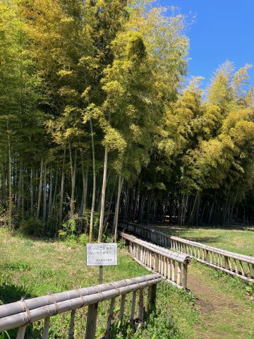 竹林へ