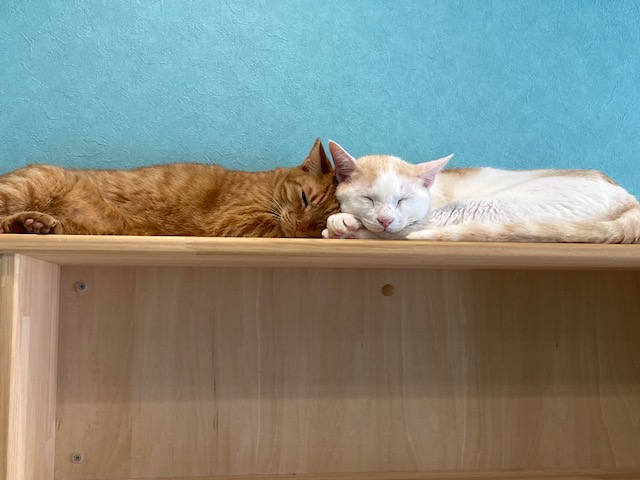猫カフェ🐈