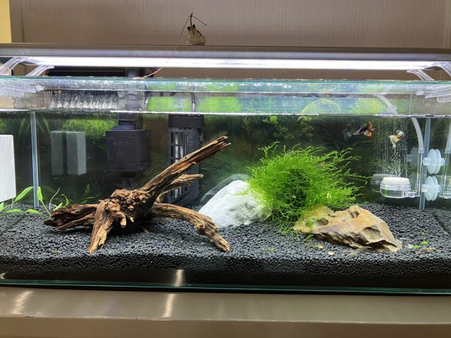 東京堂・アクアリウム部発足(*´▽｀*)
