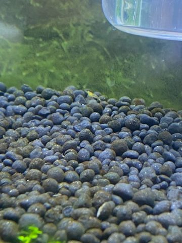 東京堂アクアリウム🦐その後・・