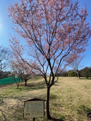 小金井公園🌳